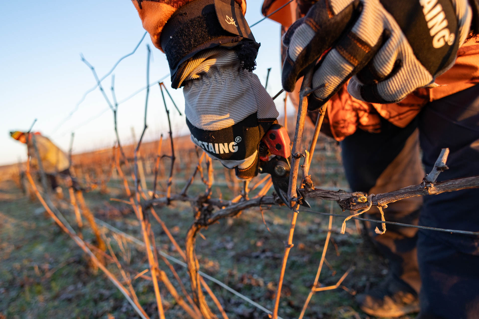 Les bonnes pratiques en matière de taille en Champagne