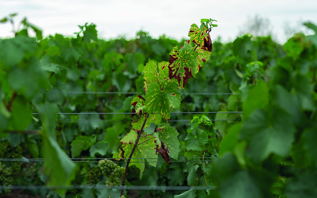 Dépérissement du vignoble : en quête d’actions