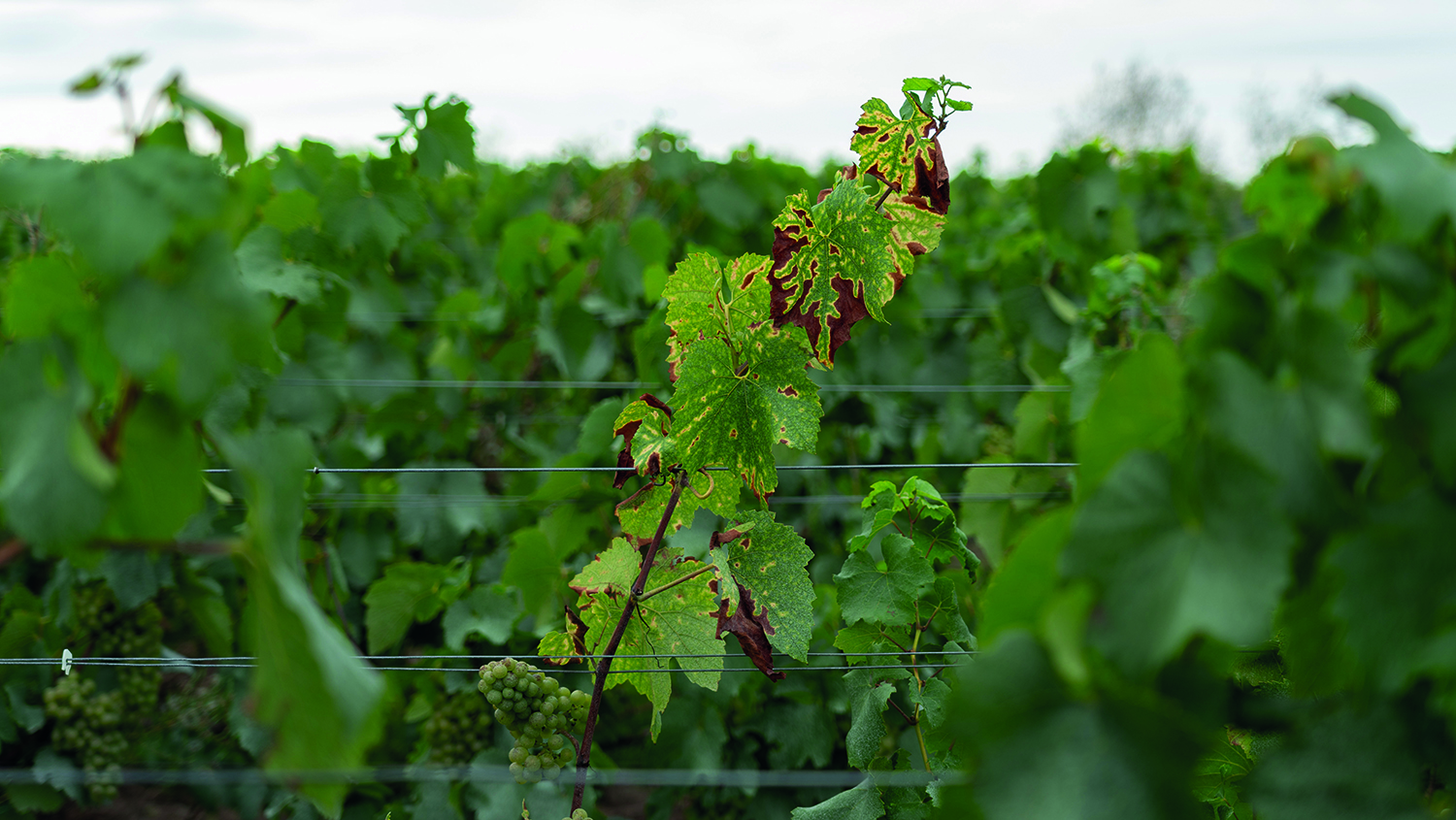 Dépérissement du vignoble : en quête d’actions