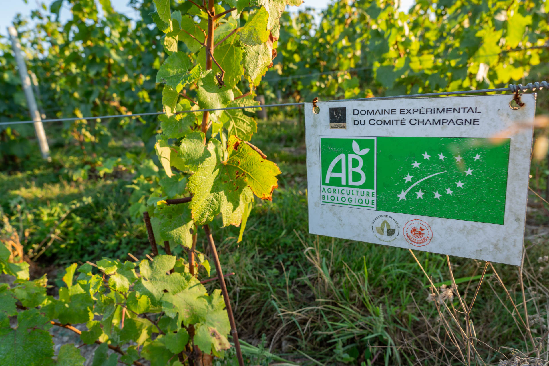 L’ACB veut porter haut la voix de la viticulture biologique champenoise