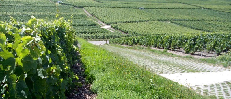 Ensemble contre l’érosion dans le vignoble champenois