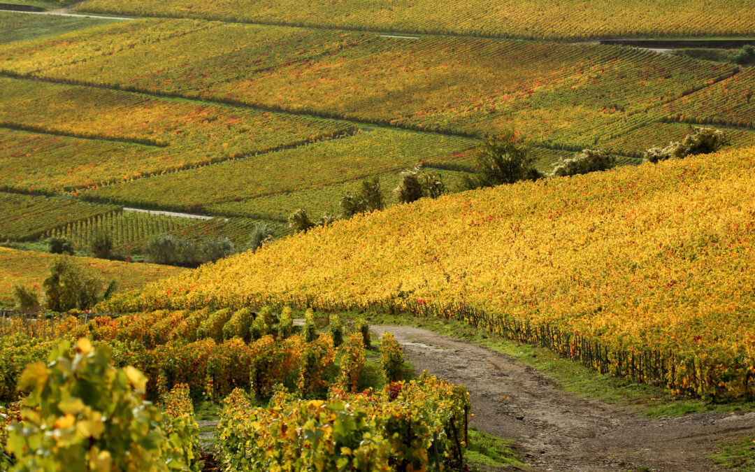 Plantations de vignes : chronique de l’évolution des textes réglementaires en Europe