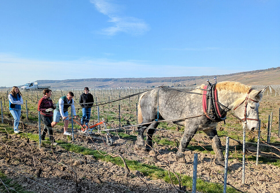 Innovation : du cheval au robot