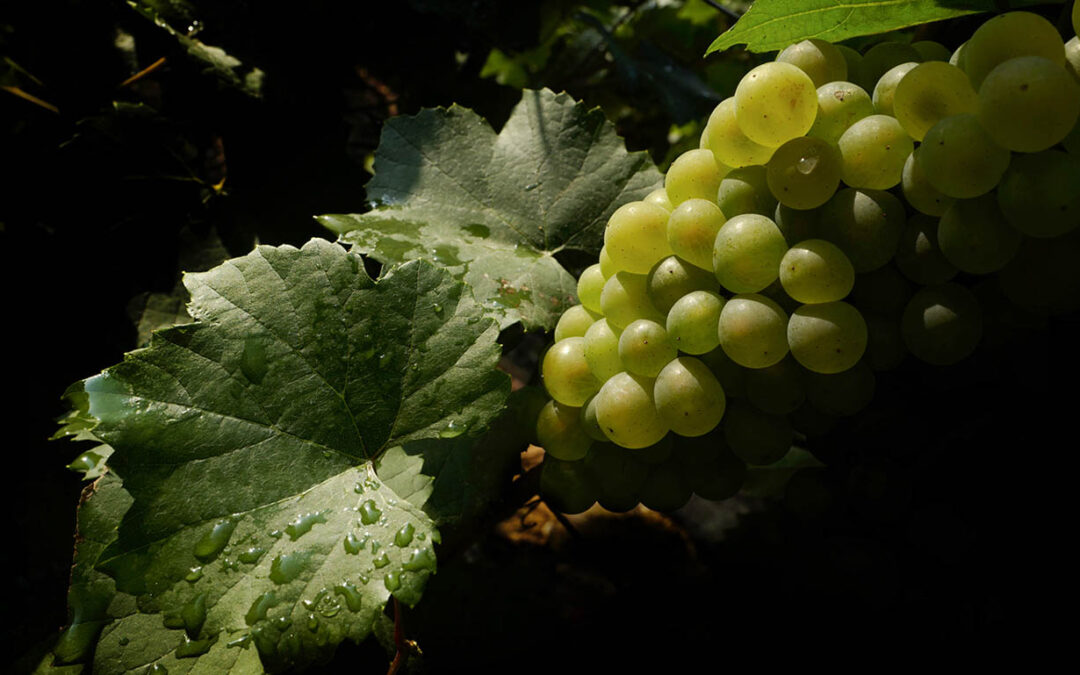La renaissance du vignoble de Champagne par le matériel végétal
