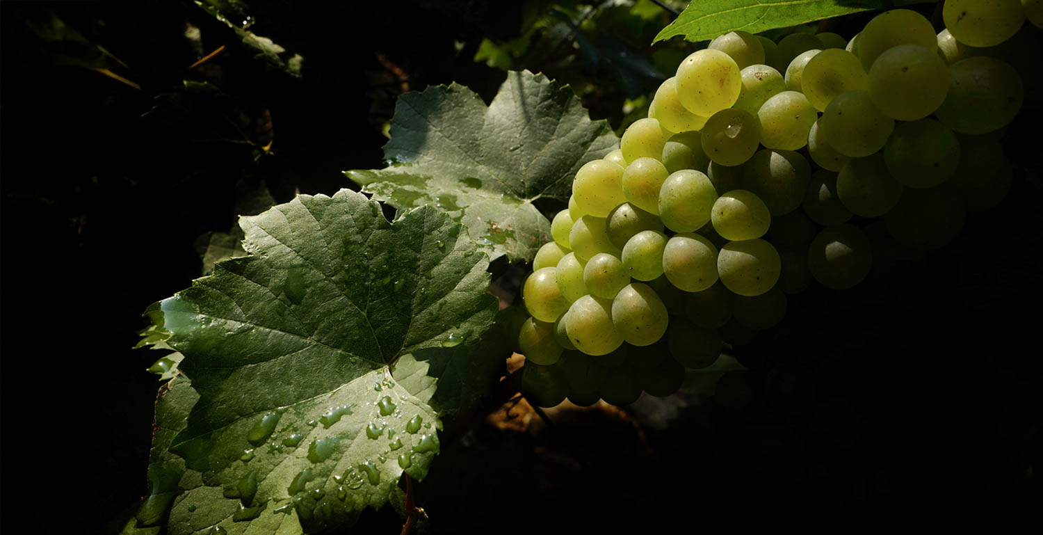 La renaissance du vignoble de Champagne par le matériel végétal