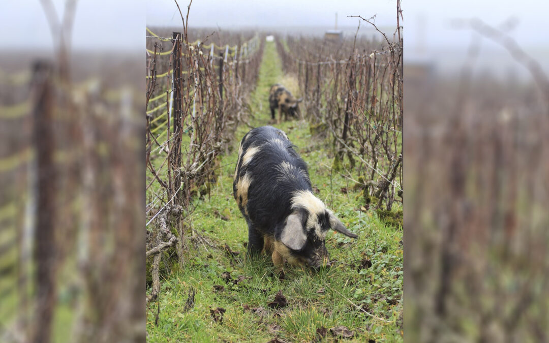 Écopâturage : grognements et couinements dans les vignes