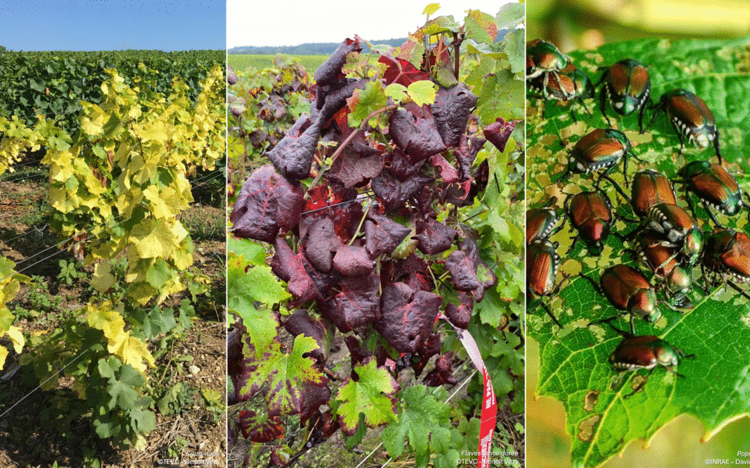 Vignoble & Qualités : quels moyens d’action contre les maladies et les ravageurs émergents ?