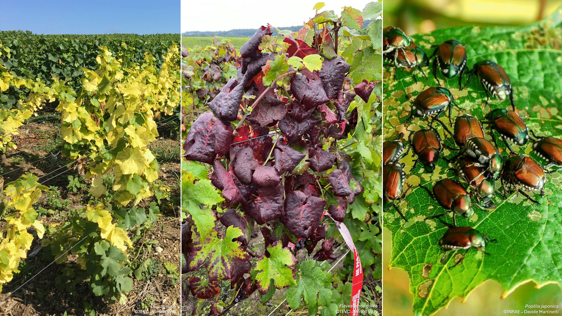 Vignoble & Qualités : quels moyens d’action contre les maladies et les ravageurs émergents ?