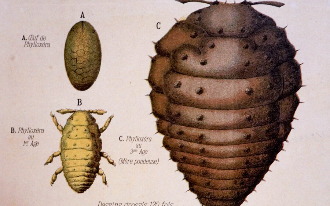 Le phylloxéra, un désastre fondateur pour la Champagne