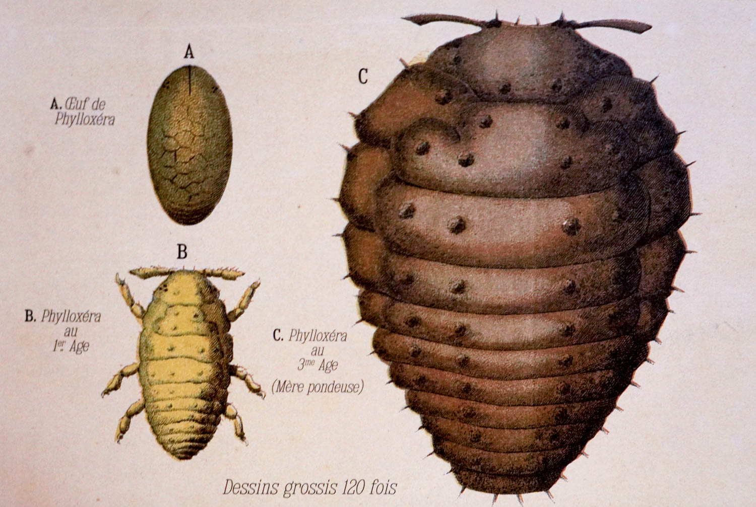 Le phylloxéra, un désastre fondateur pour la Champagne