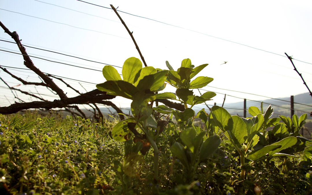 Journée DEPHY : vigne, sols et adaptation climatique le 2 avril à Molesme (21)