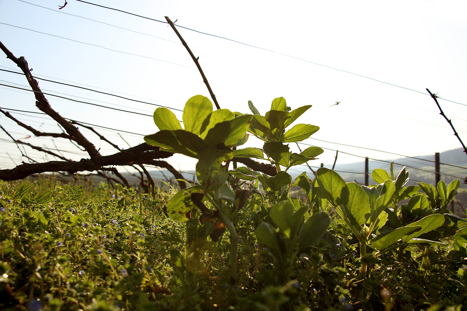 Journée DEPHY : vigne, sols et adaptation climatique le 2 avril à Molesme (21)