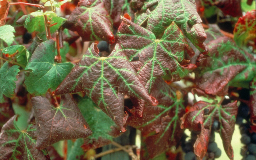 Le vignoble champenois sous haute surveillance