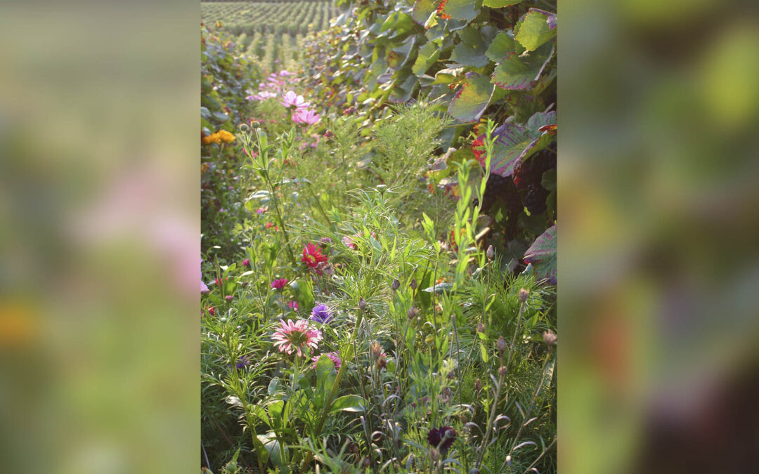 Des gestes simples pour renforcer la biodiversité dans votre vignoble