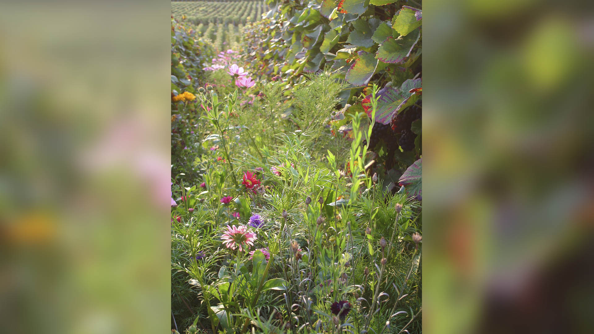 Des gestes simples pour renforcer la biodiversité dans votre vignoble