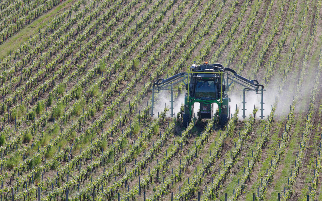 La viticulture française face à l&rsquo;impasse réglementaire du cuivre