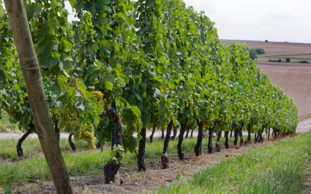 Une palette de solutions d’avenir pour défendre le vignoble champenois