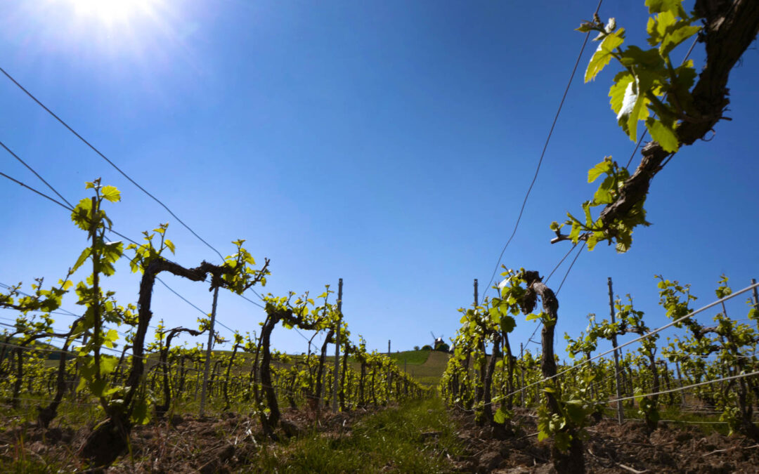 Réduire son utilisation de produits phytosanitaires et innover en collectif avec le Réseau Dephy