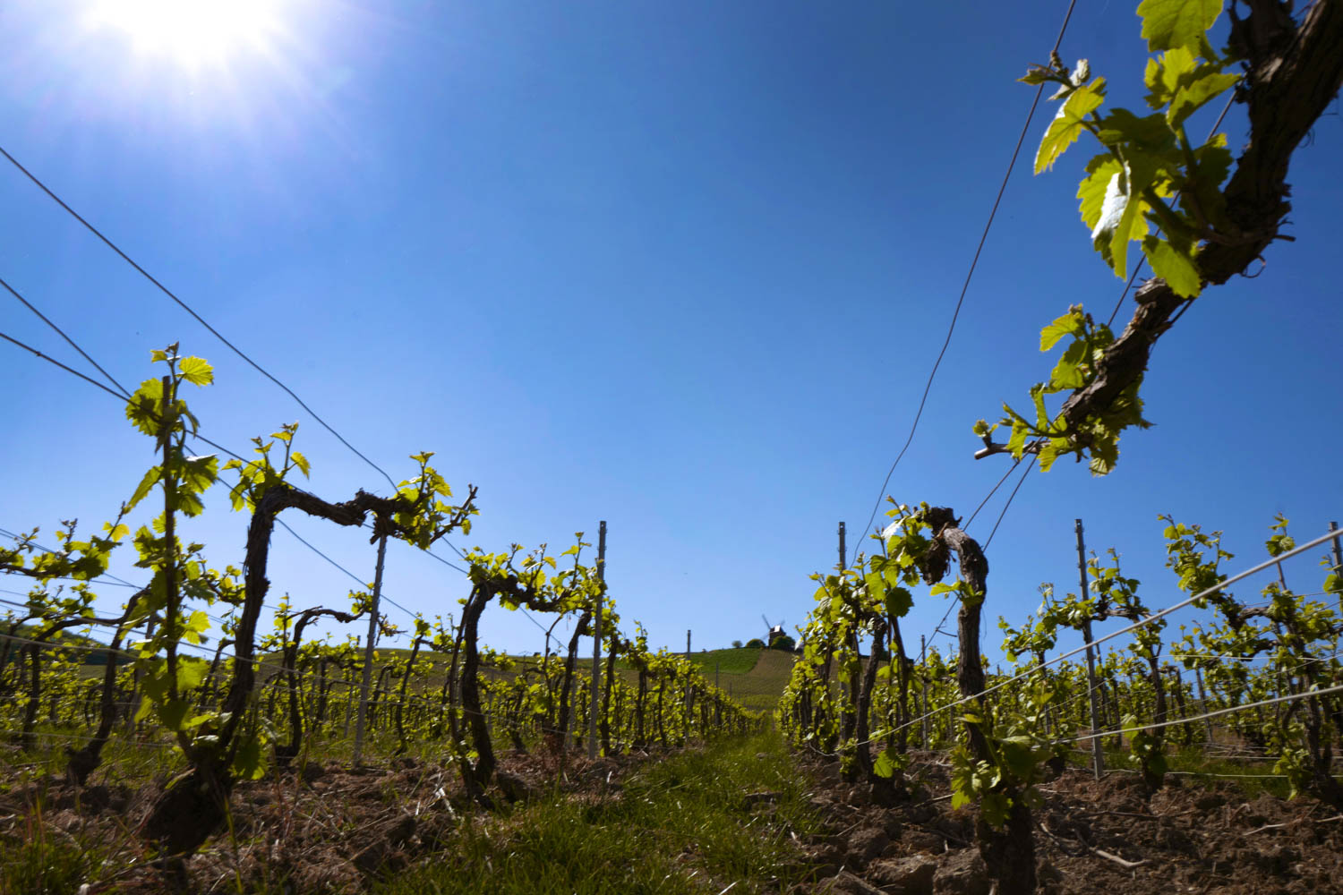 Réduire son utilisation de produits phytosanitaires et innover en collectif avec le Réseau Dephy
